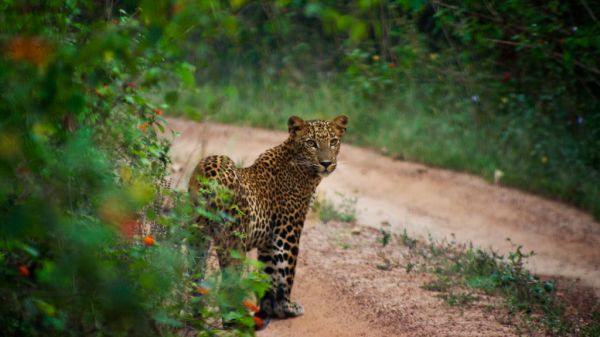 Sri Lanka